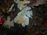 Radulomyces confluens image
