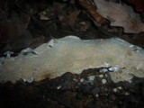 Radulomyces confluens image