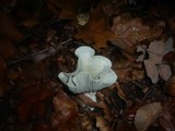 Clitocybe odora image