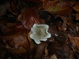 Clitocybe odora image