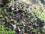 Peltigera didactyla image