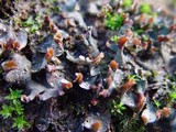 Peltigera didactyla image