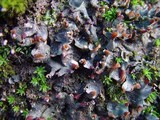 Peltigera didactyla image