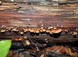 Anthracophyllum lateritium image