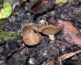 Helvella cupuliformis image