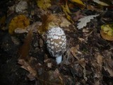 Coprinopsis picacea image
