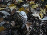 Coprinopsis picacea image