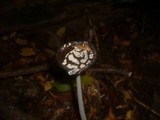 Coprinopsis picacea image