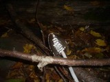 Coprinopsis picacea image