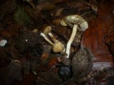 Inocybe hirtella image