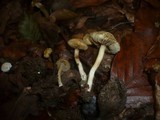 Inocybe hirtella image