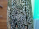 Dacrymyces stillatus image