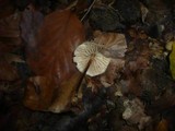 Marasmius torquescens image