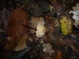Marasmius torquescens image