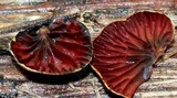 Anthracophyllum lateritium image