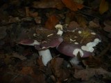 Russula atropurpurea image