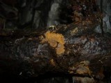 Tomentella ferruginea image