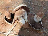 Agaricus bitorquis image