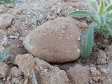 Agaricus bitorquis image