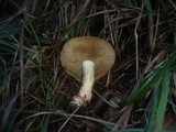 Cortinarius nanceiensis image