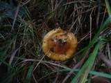 Cortinarius nanceiensis image