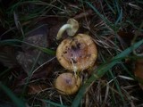 Cortinarius nanceiensis image