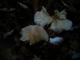 Clitocybe phyllophila image