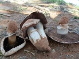 Agaricus bitorquis image