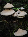 Panellus pusillus image