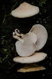 Panellus pusillus image
