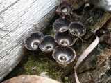 Cyathus helenae image