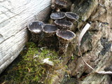 Cyathus helenae image