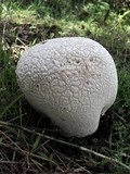 Lycoperdon utriforme image