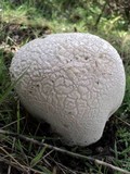 Lycoperdon utriforme image