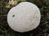 Lycoperdon utriforme image