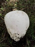Lycoperdon utriforme image