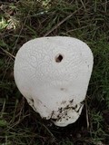 Lycoperdon utriforme image