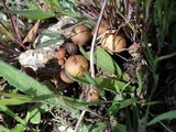 Psilocybe coprophila image