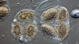 Tuber gibbosum image