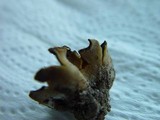 Peziza succosella image