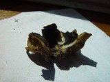 Peziza succosella image