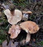 Lactarius alpinus image
