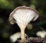Panus conchatus image