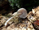 Pluteus longistriatus image