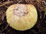 Amanita vernicoccora image