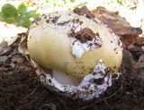 Amanita vernicoccora image