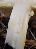 Amanita vernicoccora image
