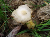 Bolbitius vitellinus image