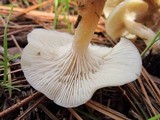 Clitocybe fragrans image