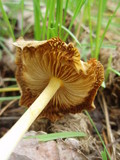 Bolbitius vitellinus image